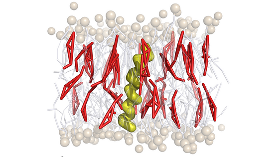 Bild: Evolutionary Molecular Dynamics Delivers Insights into Cholesterol Attraction