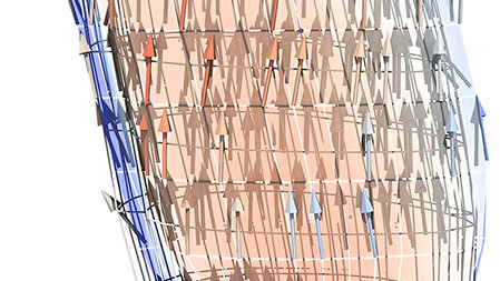 Picture simulating muscle contraction and the direction of internal forces