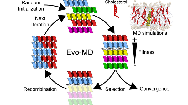 Scientific illustration showing iterative relationship between molecular dynamics and machine learning.