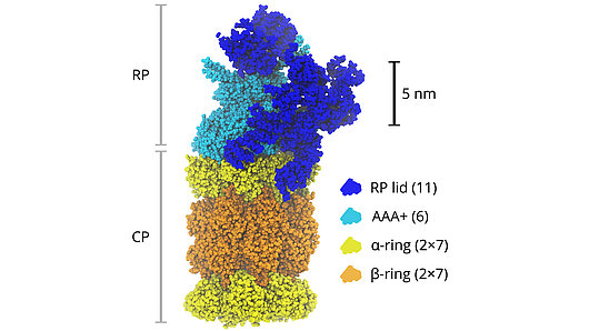 Illustration of the anatomy of the human proteasome with the core (CP) and regulatory particles (RP) highlighted.